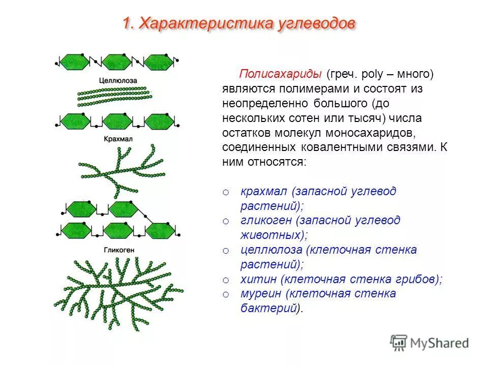 Состав какой структуры клетки входит целлюлоза. Крахмал гликоген целлюлоза строение. запасные углеводы растений. углеводы крахмал гликоген целлюлоза. общая характеристика углеводов.
