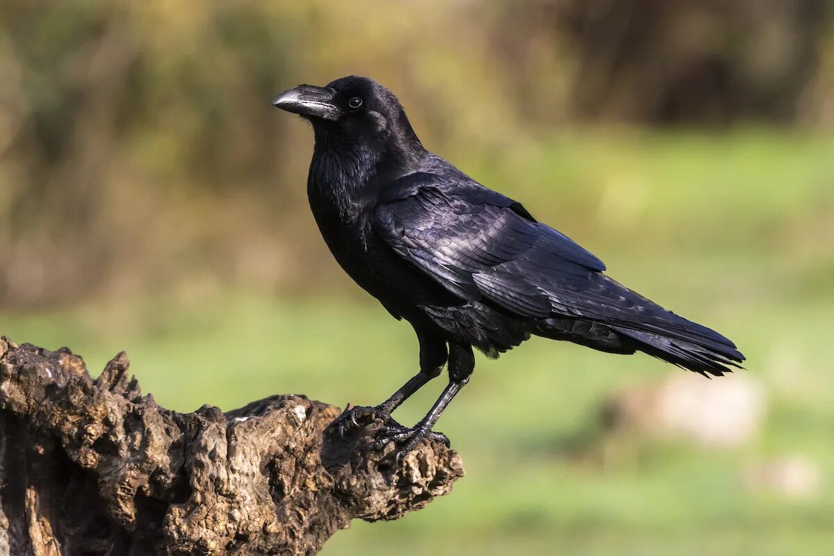 Чем ворон похож на стол. Corvus Corax птица. Ворона. Ворон фото. Самая умная птица.