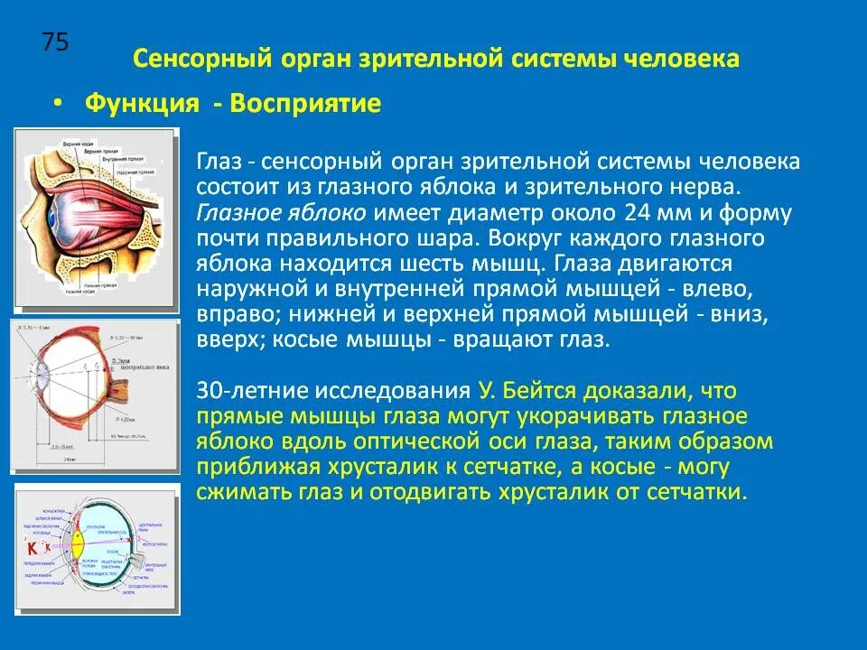 Сенсорная система глаза