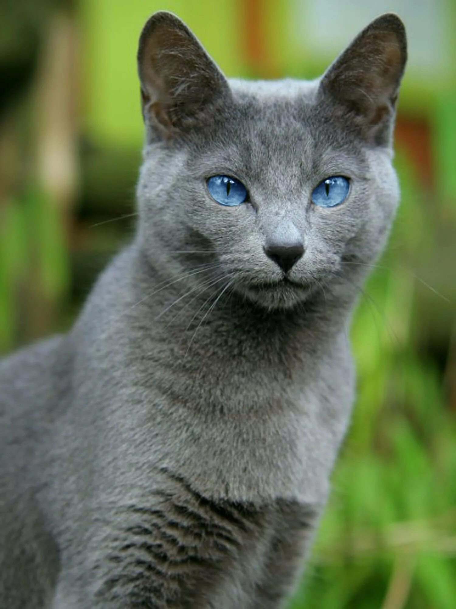 Порода голубых кошек. Корат шартрез Картезианская кошка. Скоттиш шартрез. Картезианская кошка голубая. Шартрез порода кошек.