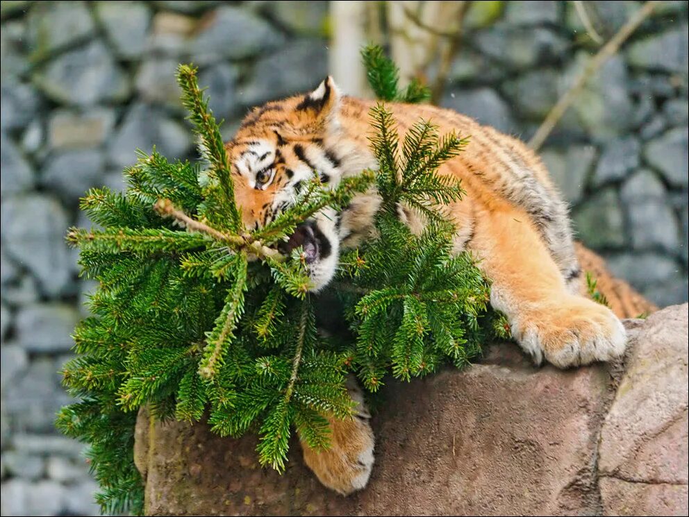 Новогодний тигренок. Тигр новый год. Тигр новый год. Тигр новый год картинки. Тигр под елкой.