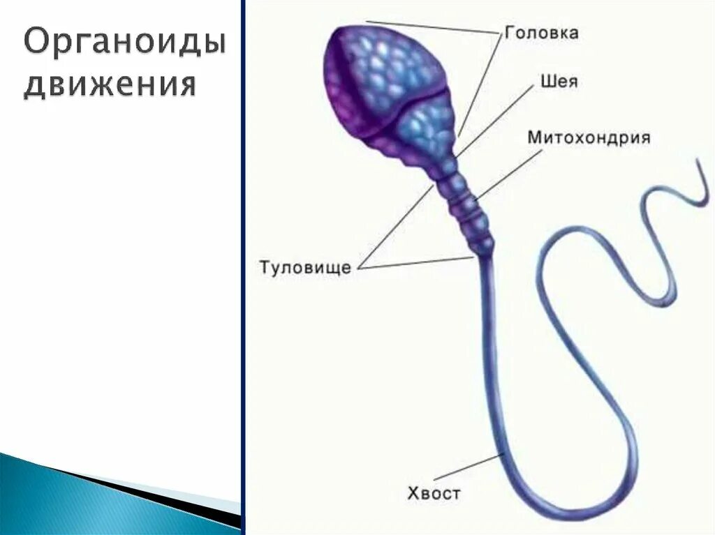 Мужские половые клетки имеют. Строение жгутикового сперматозоида. Строение половых клеток спермии. Строение жгутика сперматозоида. Строение жгутика спермия.