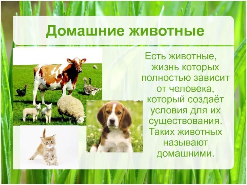 1 домашним животным была