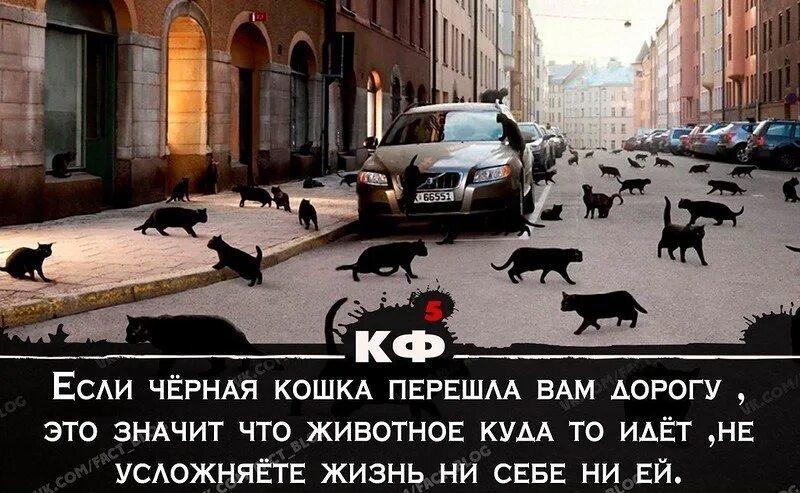 Если черный перейдет песня. Черная кошка переходит дорогу. Если черная кошка перешла дорогу. Кошечка переходит дорогу. Если кошка перешла дорогу.