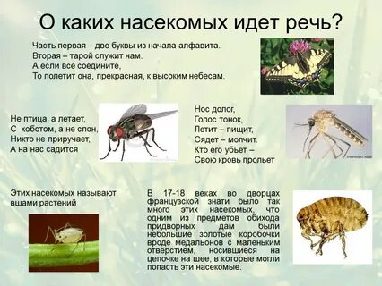 Насекомое какой род