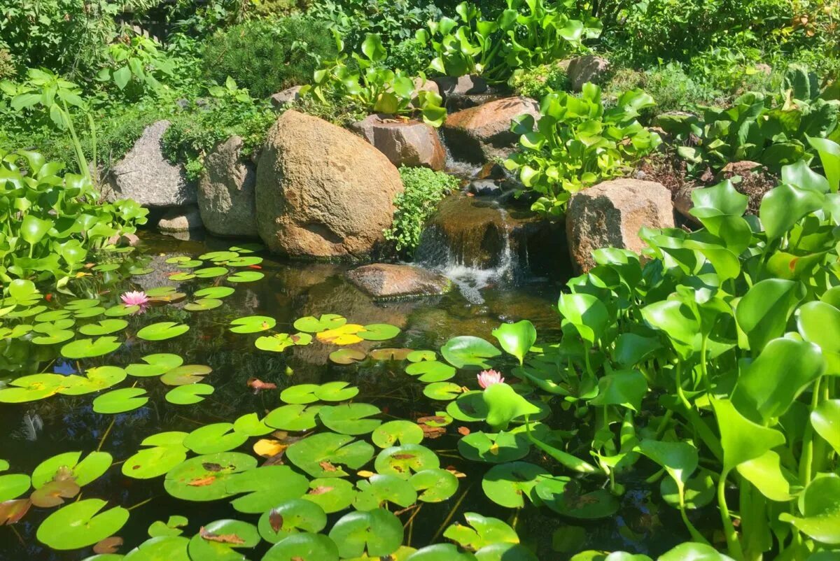 Организмы пруда. Водные растения. Водные растения для пруда. Экосистема пруда. Пресноводный водоем.