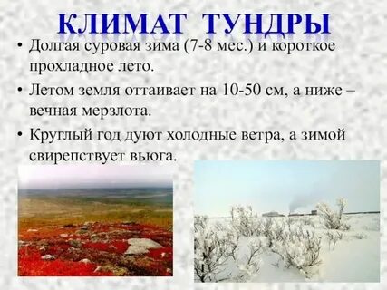 Какая влажность в тундре
