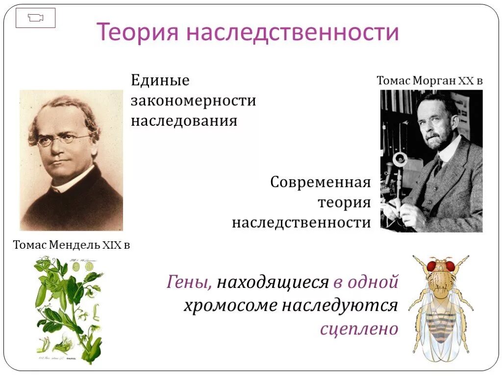 Учение о наследственных. Генетика Мендель и Морган. Теория наследственности Менделя. Морган генетика теория наследственности. Хромосомная теория наследственности Менделя.