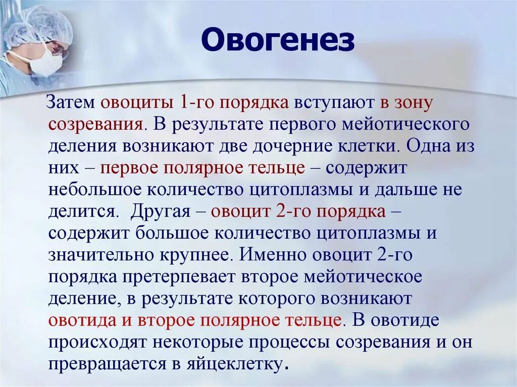 Созревание полярных телец. Овогенез с овоцитами. Овогенез овоцит 2 порядка. Полярное тельце в овогенезе. Овоцит первого порядка.