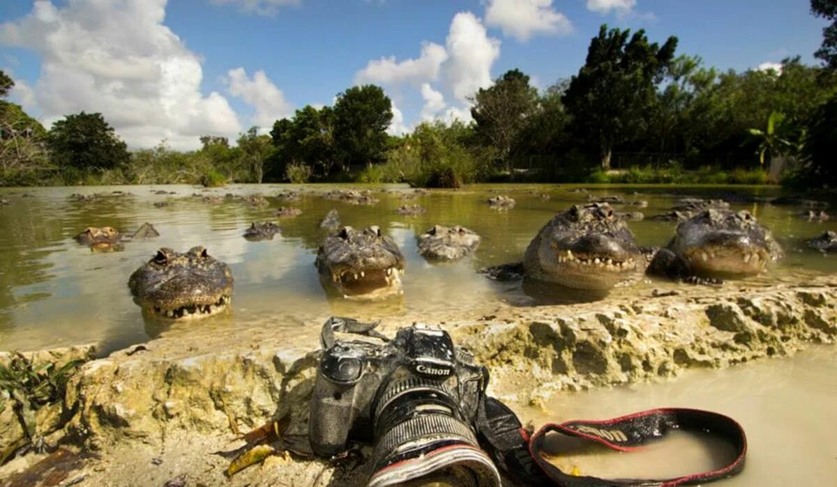 Анаконда снимает крокодила. Австралийский гребнистый крокодил. Аллигатор в воде. Крокодиловый кайман caiman crocodilus 0/1. Гребнистый крокодил и аллигатор.