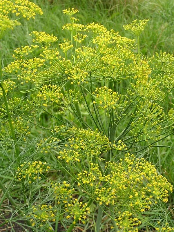 ). Укроп (anethum graveolens l. Укроп огородный пахучий. Укроп пахучий - anethum graveolens. Фенхель огородный.