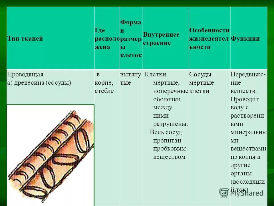 Проводящая ткань свойства