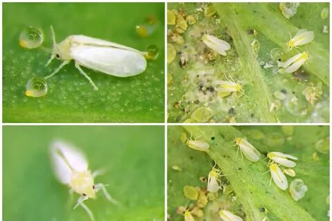 What Are Whiteflies? - Gardener Corner