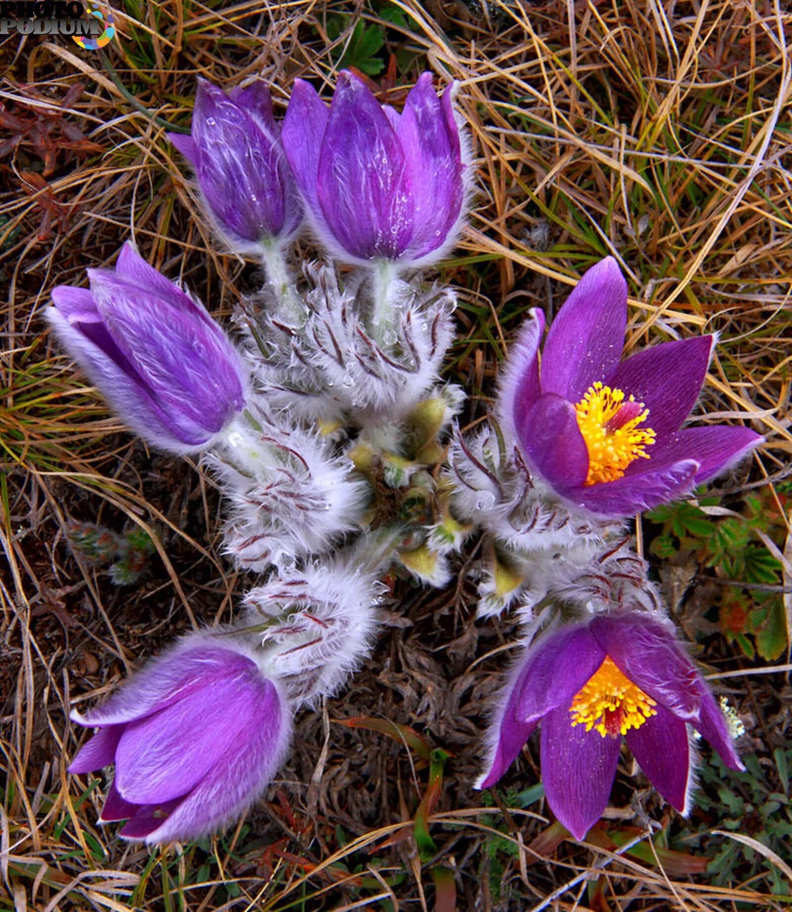 Фиолетовые первоцветы. Прострел Крымский (Pulsatilla Taurica). Первоцвет прострел Крымский. Прострел (Подснежник, сон-трава, Pulsatilla). Первоцветы прострел.