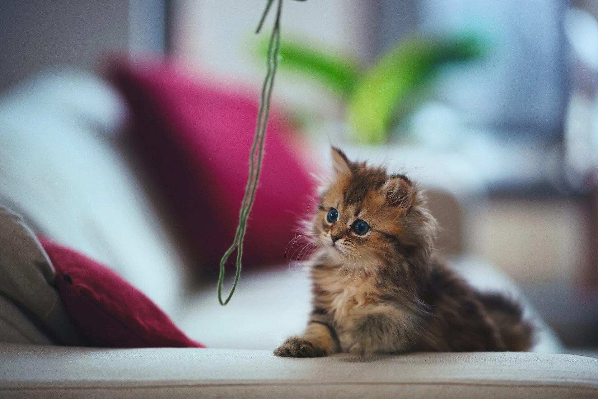 Симпатичный котенок. Красивые котята. Красивые котики. Милые котята. Пушистые котята.