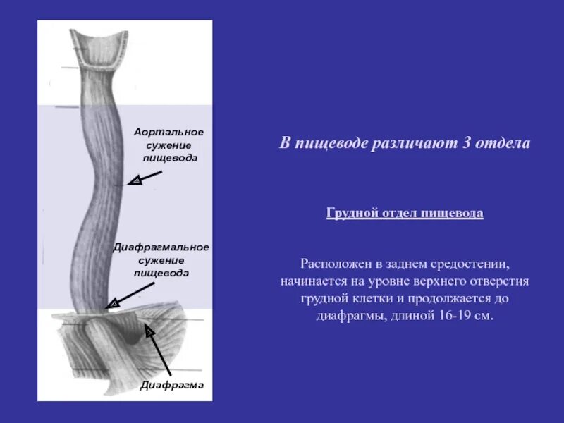 5 отделов пищевода