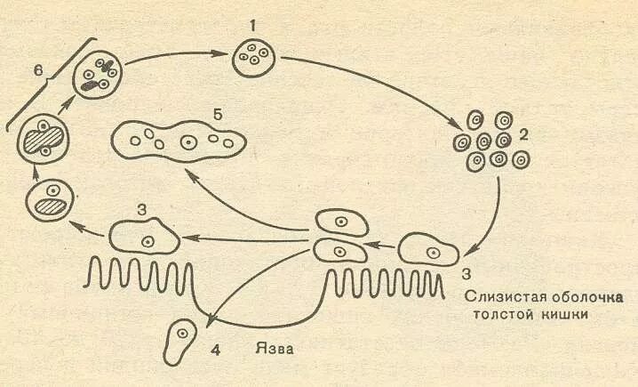 В каком организме происходит развитие дизентерийной амебы. Схема жизненного цикла развития дизентерийной амебы. Жизненный цикл дизентерийной амебы схема рисунок. Цикл развития дизентерийной амебы схема. Цикл развития дизентерийной амебы рисунок.