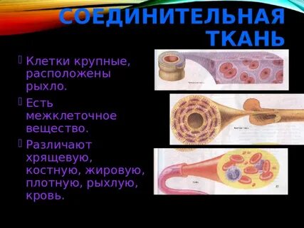 Клетки ткани расположены рыхло