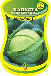 Капуста бай беларусь