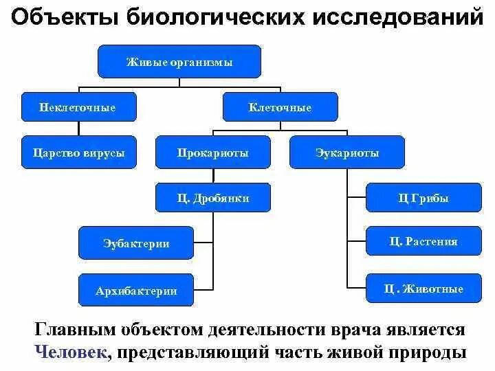 Методы исследования в биологии. Методы биологических исследований клетки. Биологические объекты примеры. Современные методы биологических исследований. Объект изучения биологии 3