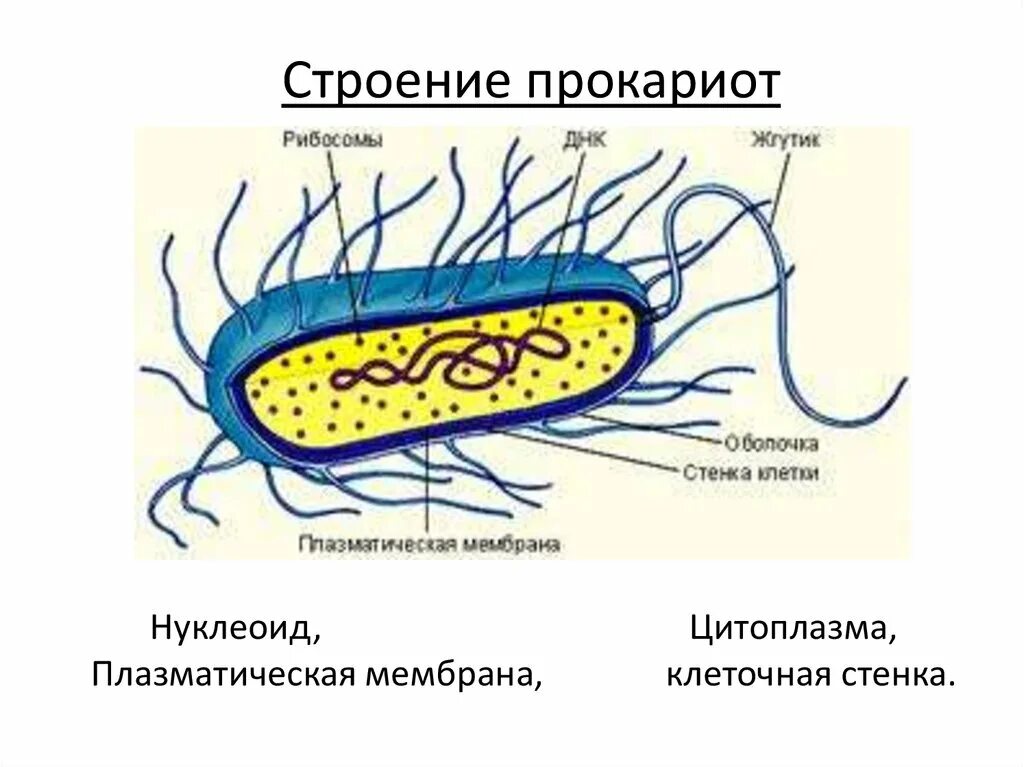 Прокариот какое царство. Царство прокариоты микробиология. строение прокариотической клетки. 1. строение прокариотической клетки. схема строения прокариотической клетки.