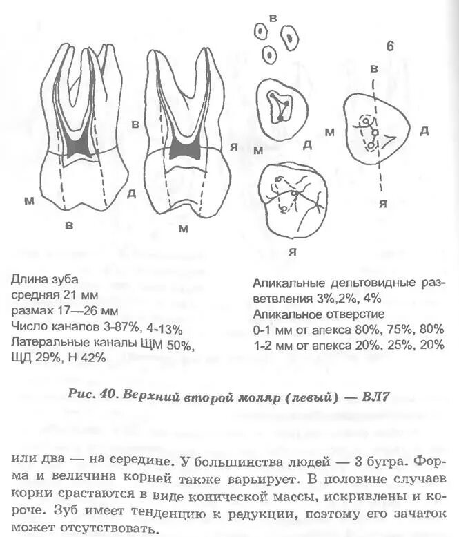 Второй моляр верхней челюсти анатомия каналов. Строение 2 моляра верхней челюсти. Анатомия зуба первого моляра нижней челюсти. Первый моляр нижней челюсти строение. Каналы верхней 6