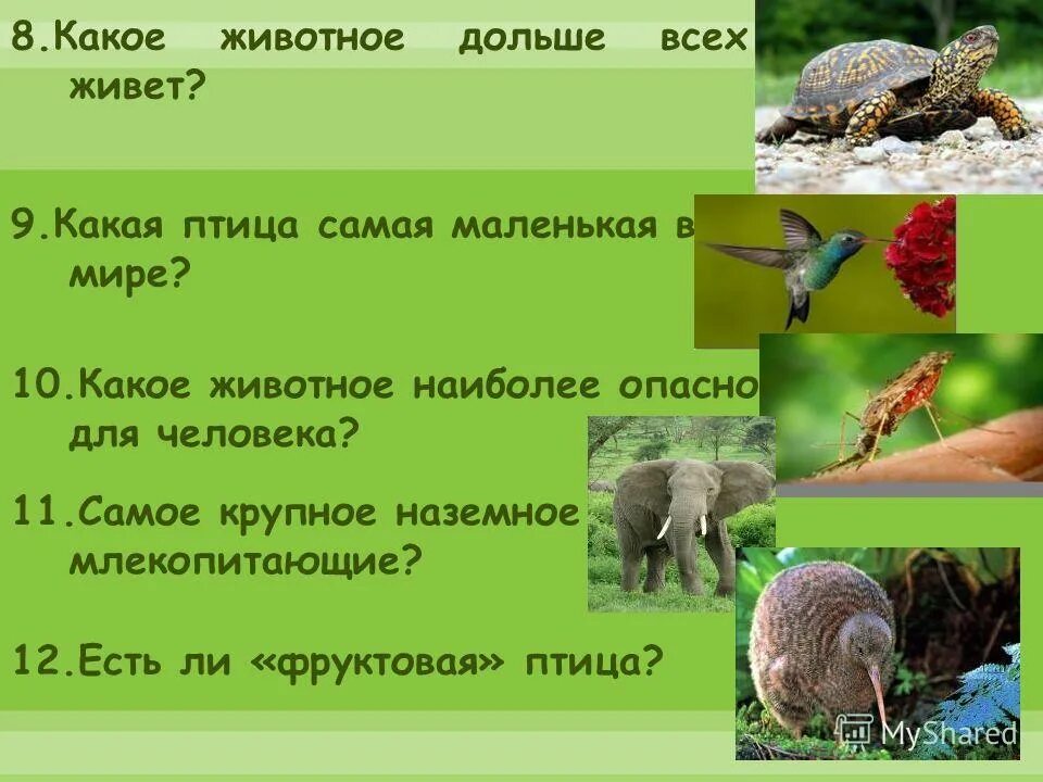 Какие долго живут. Какие животные долго живут. какие животные меньше всех живут. животное которое живет дольше всех. кто из животных живёт дольше всего.