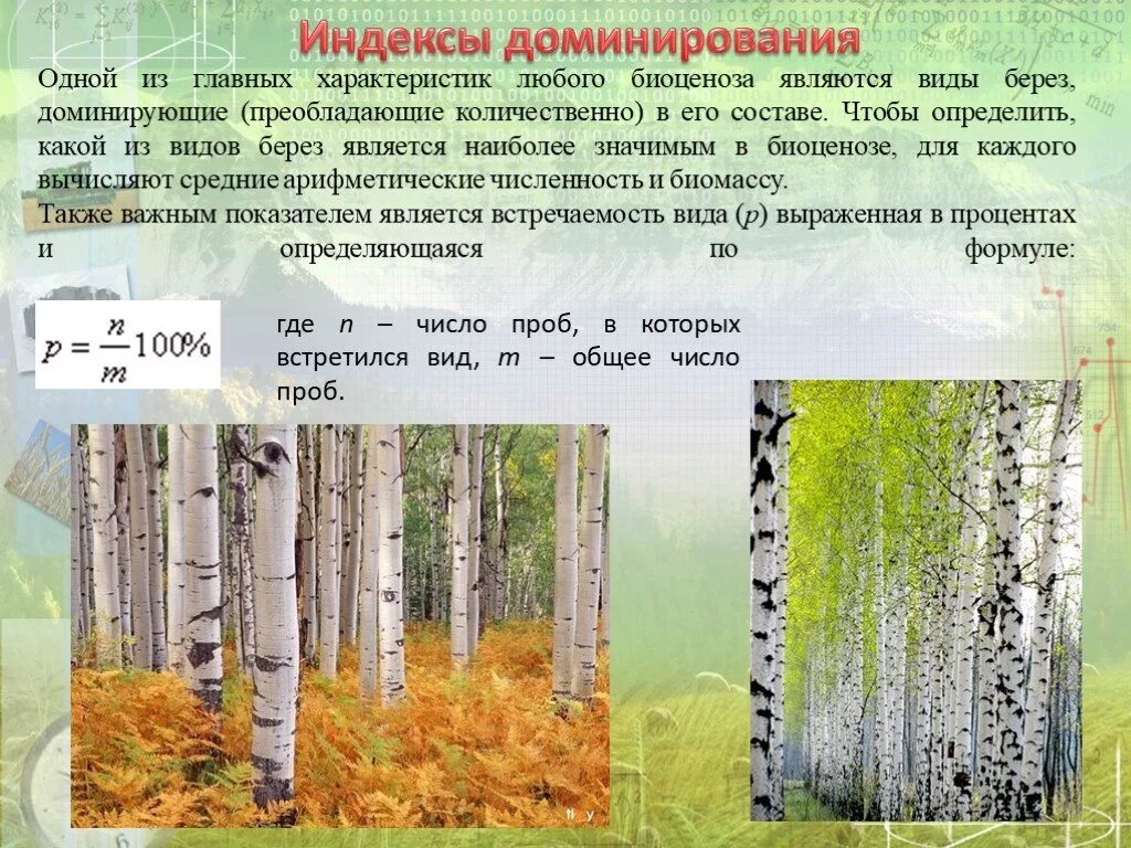 Виды берез. Виды берёз в России. Резовый лес какой биоценоз. Береза для какого природного сообщества оно характерно. Индекс доминации