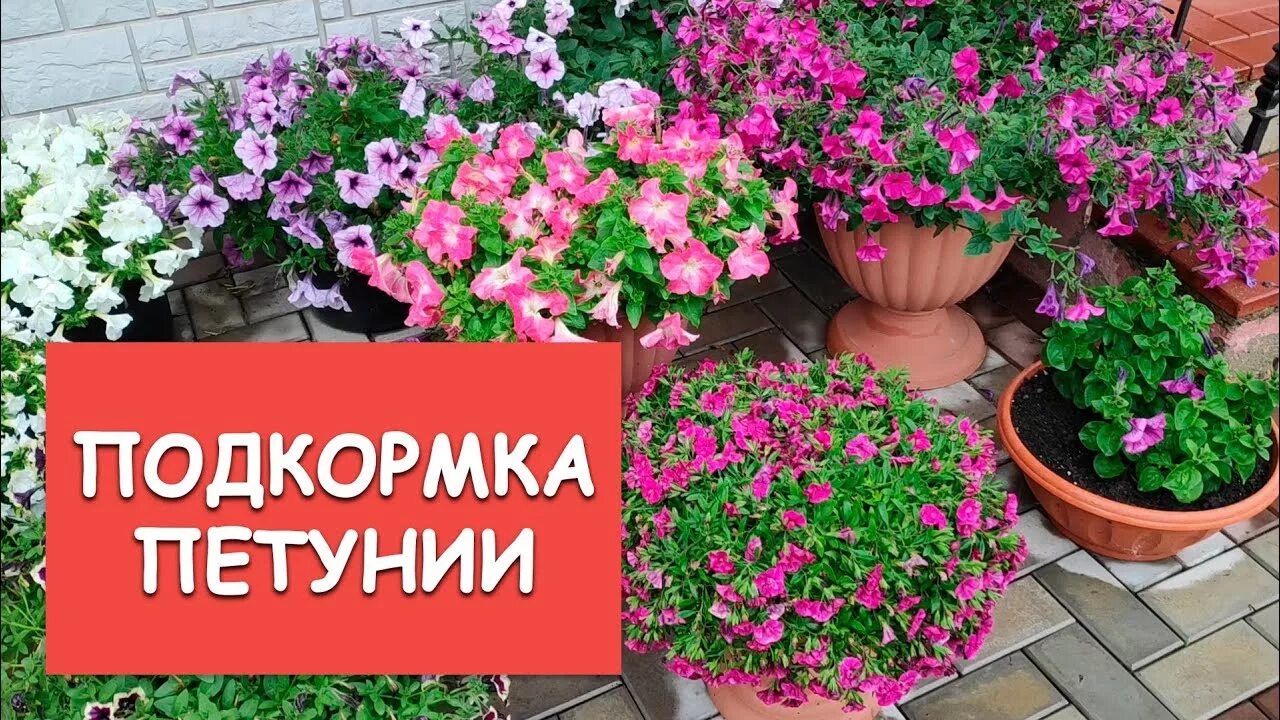 Чем подкормить петунию домашними средствами