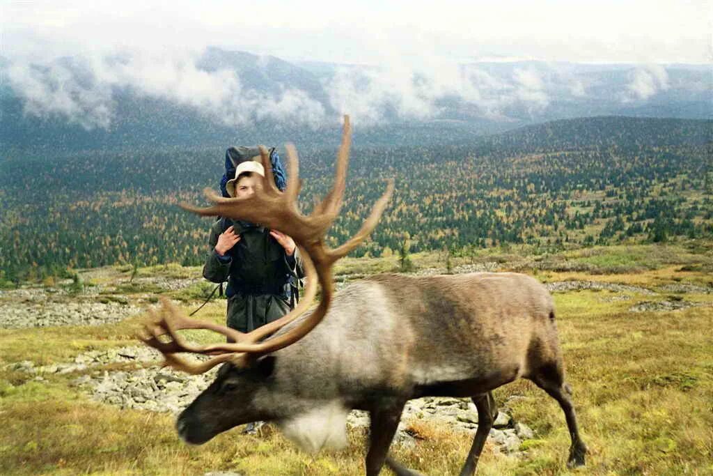 Деревня алень клетнянского района брянской области. Пятнистый олень, благородный олень. Олени в подмосковье. Брянская область клетнянский район село олень. Деревня алень.