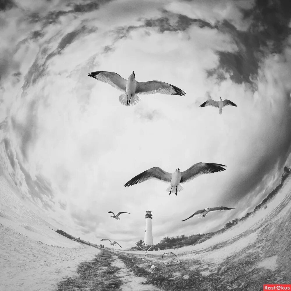 Мишка с опилками. Душа моряка. Птицы над морем. Душа моряка. Морская душа.