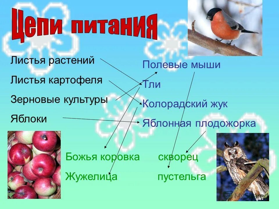 пищевая цепь мышь полевка. цепь питания мыши полевки. пищевая цепь начинающаяся с растения. цепи питания животных. цепь питания мыши полевки.