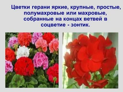Пеларгония окружающий мир 2