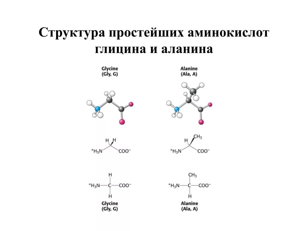 Аминокислоты строение и классификация. Строение аминокислоты глицин. Аминокислоты структура формулы. Химическая структура аминокислот. Глицин структура формулы.