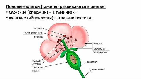 Половое размножение цветковых растений обеспечивают органы