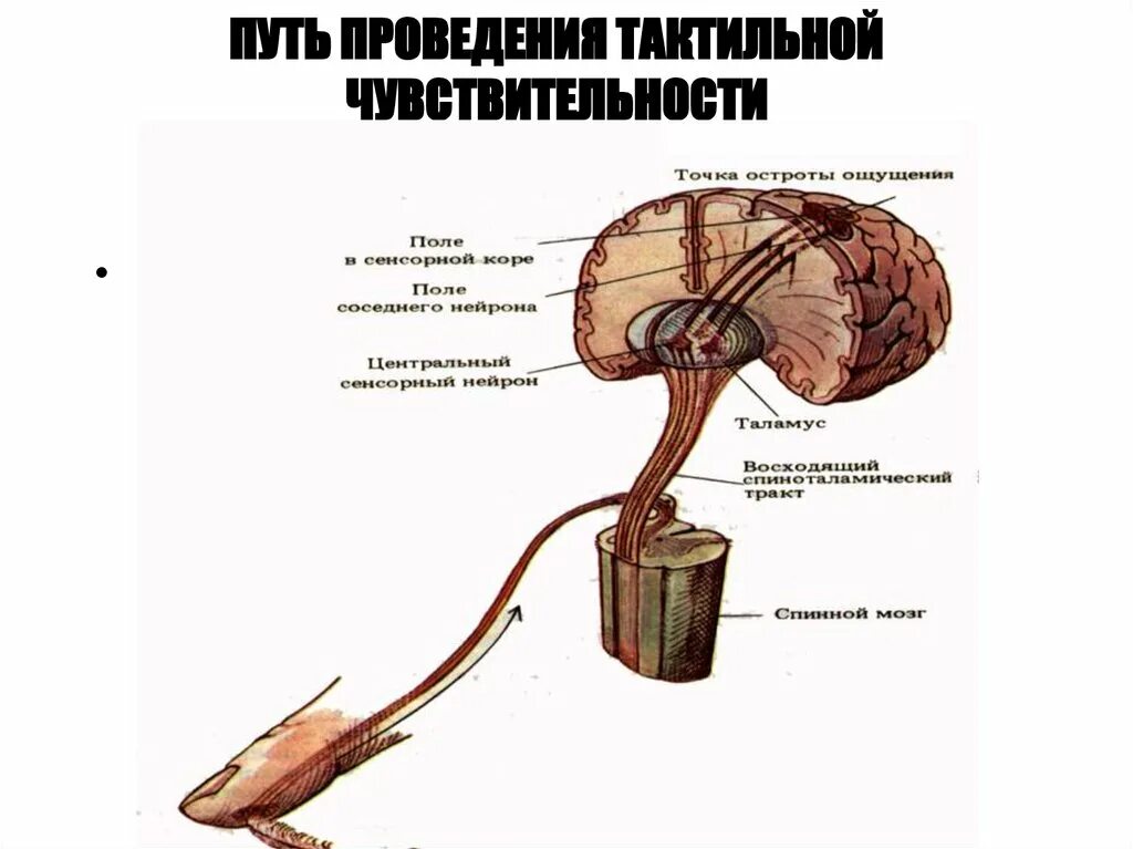 Строение кожно мышечного чувства. Тактильная сенсорная система схема физиология. Схема строения тактильного анализатора. Сенсорная система кожной чувствительности. Проводящие пути тактильного анализатора.