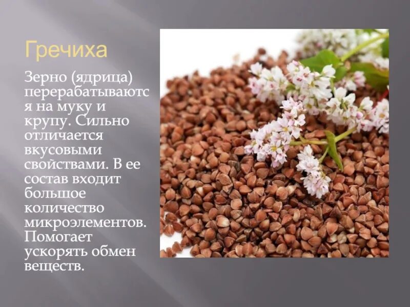 Гречиха класс. Гречиха зерновая культура. гречиха посевная зерновая культура. гречиха ядрица презентация. гречиха и гречка.