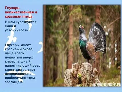 Глухарь описание