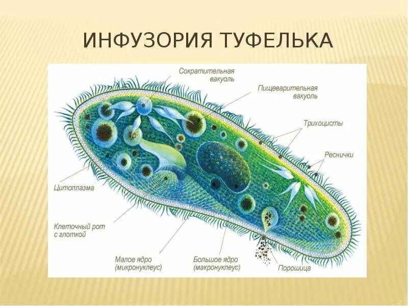 Органоиды инфузория туфелька. Порошица у инфузории. Тип инфузории инфузория туфелька. Инфузория туфелька органоиды движения. Отличие одноклеточных от бактерий