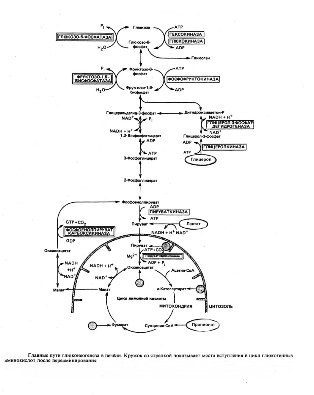 Схема глюконеогенеза биохимия. Обходные реакции глюконеогенеза схема. Основные реакции глюконеогенеза. Глюконеогенез схема реакций. Синтез глюконеогенеза