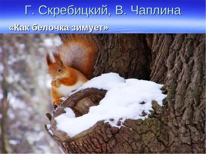 Как белочка зимует скребицкий читать текст. Дупло белки зимой. как белочка зимует. скребицкий чаплина как белочка зимует. как зимует белка картинки для детей.