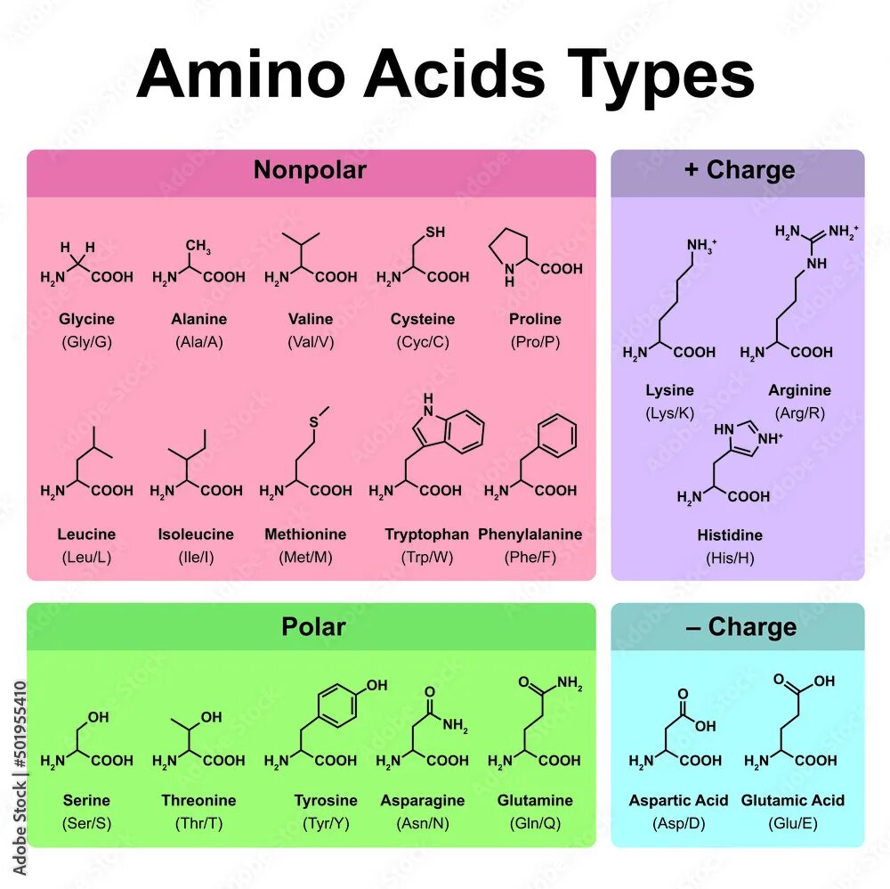 Acid type. Two types of amino acids divided by important and replaceable.