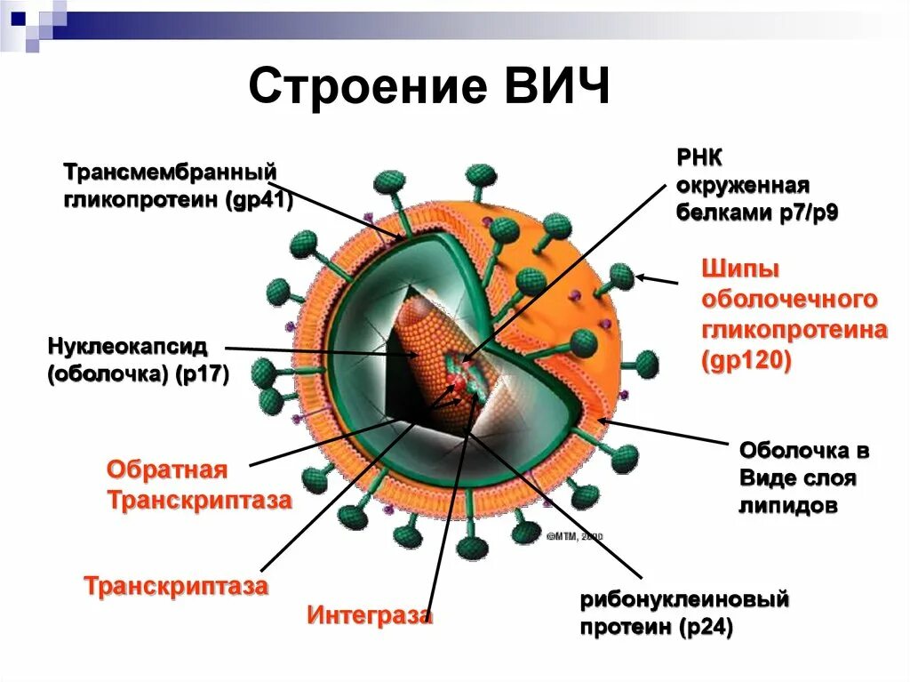 Вич биология. Строение вируса ВИЧ инфекции. Строение ВИЧ вируса схема. Строение клетки вируса СПИДА. Схема строения вируса иммунодефицита человека.