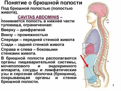 Полость живота брюшная полость полость брюшины