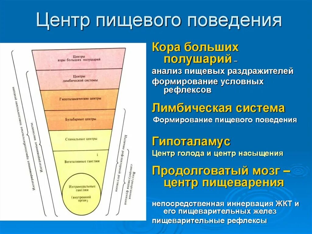 Центр пищевого поведения. Формирование пищевого поведения. Структура пищевого центра. Центр пищевого поведения физиология. Центр голода располагается