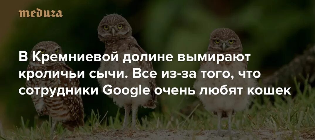 Сова рона сыч. Сова сычик. Воробьиный сыч в дупле. Сычи в единственном числе. Сыч 2k.