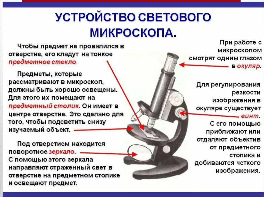 Какую функцию выполняет основание светового микроскопа. Схема устройства светового микроскопа. Микроскоп 5 класс биология строение и функции. Цифровой микроскоп части микроскопа 5 класс. Части микроскопа биология 5 класс.