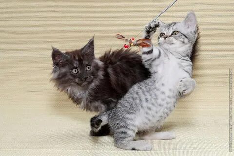 Недорого котенка мейн куна