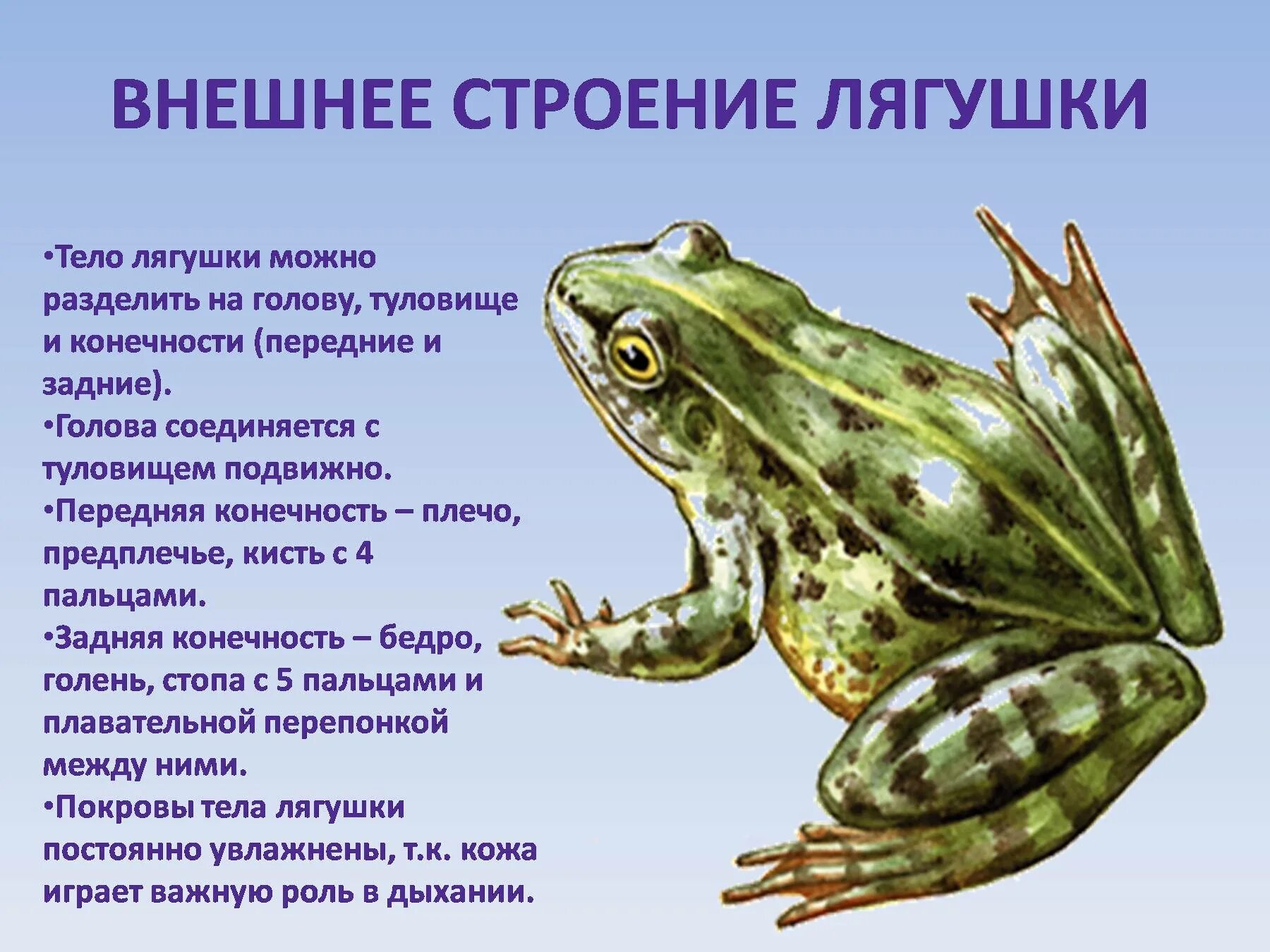 Класс земноводные покровы. Внешнее строение земноводного лягушки. Земноводные амфибии строение тела. Внешнее строение травяной лягушки. Травяная и остромордая лягушки.