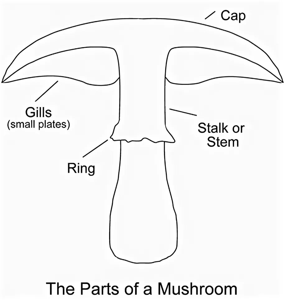 Mushroom Parts. Label the Parts of a Mushroom. Mushroom scheme. Mashroom Parts. Mushroom глагол